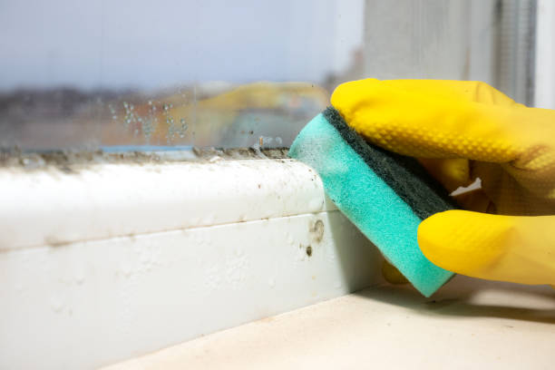 Best Emergency Mold Remediation in Purcellville, VA