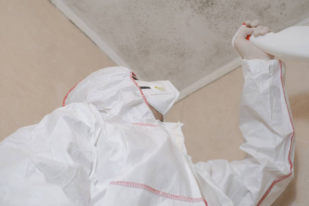 Best Residential Mold Remediation in Purcellville, VA