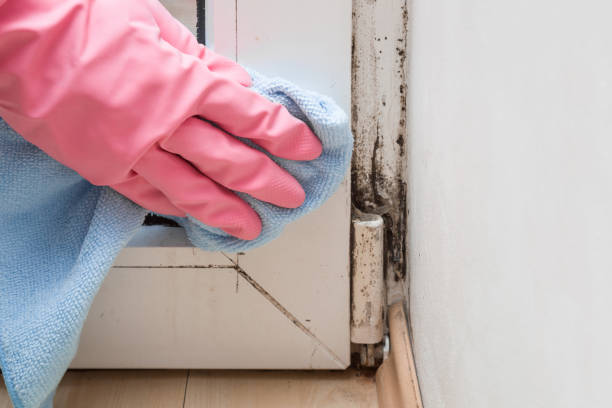 Best Bathroom Mold Remediation in Purcellville, VA
